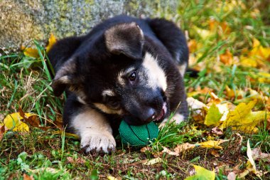 köpek crossbreed