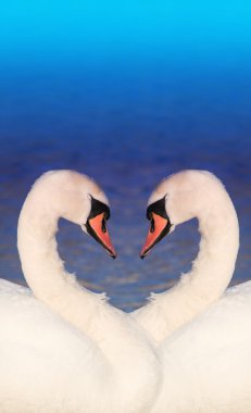 Swan love clipart