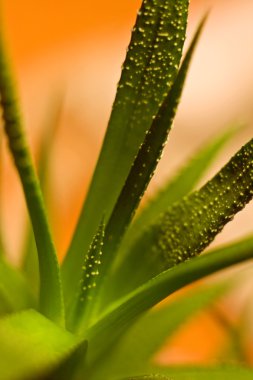 aloe closeup bırakır