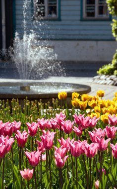 Tulips and fountain in park clipart