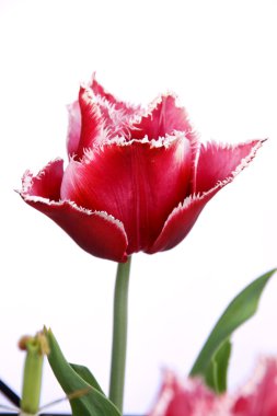 Canasta tulip clipart