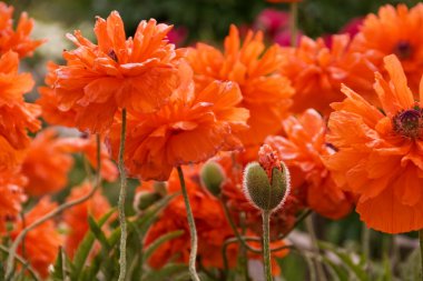 Field of poppy flowers clipart