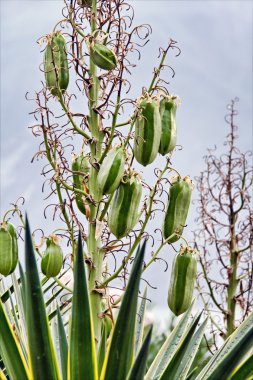 Yucca aloifolia clipart