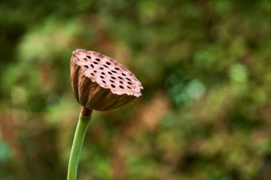 lotus çiçeği meyvesi