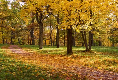 Sonbahar parkında ağaçlar