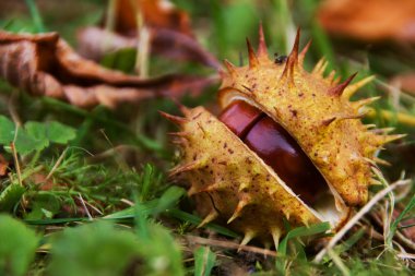 Horse chestnut in shell clipart