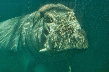 Hippopotamus underwater clipart