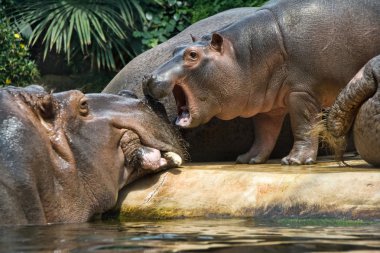 Hippopotamuses clipart