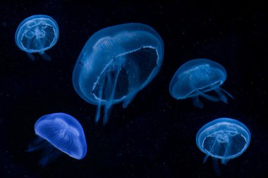 Blue Jellyfishes clipart