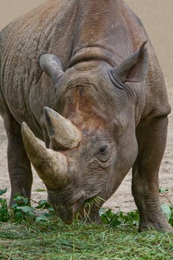 Rhinoceros eating grass clipart