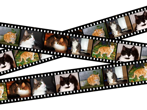 Filmine dei gatti — Foto Stock