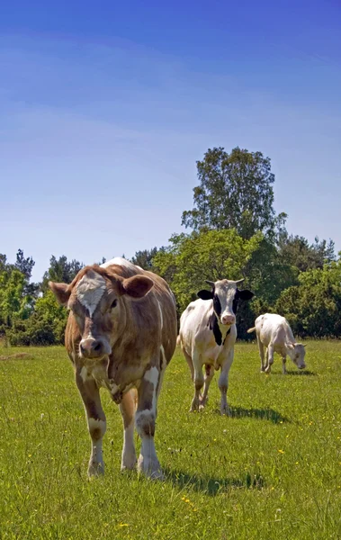 Three cows — Stock Photo, Image