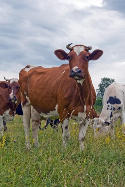 Milk cows — Stock Photo, Image