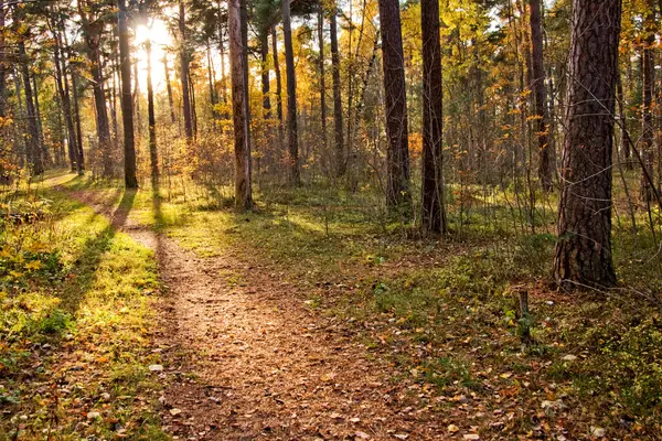 stock image Autumnal forest