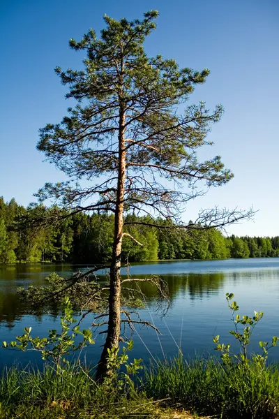 stock image Pine by the lake