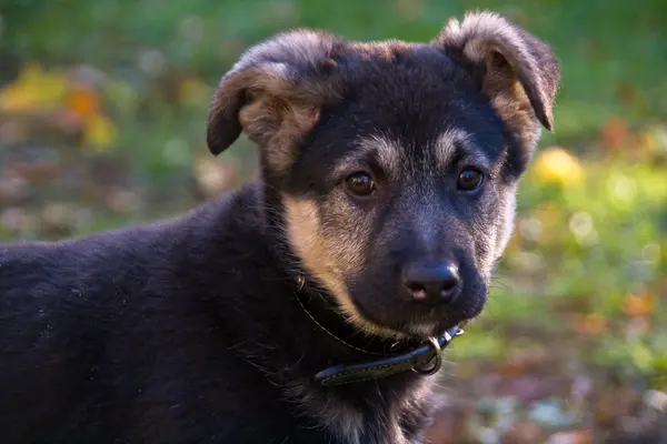 stock image Crossbreed puppy