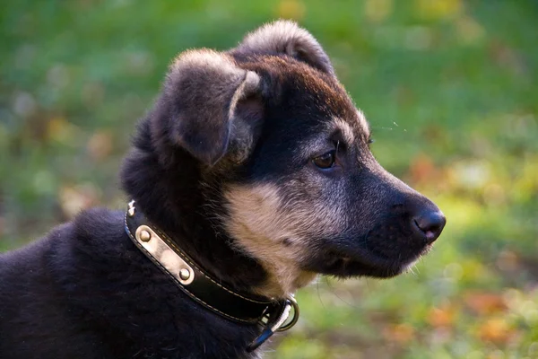 stock image Crossbreed Puppy