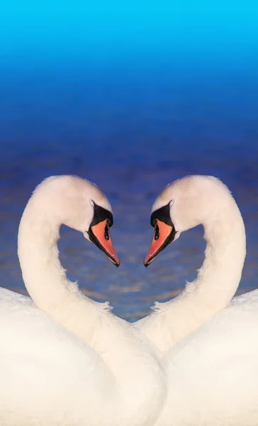 stock image Swan love