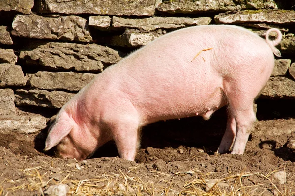 Feeding piglet — Stock Photo, Image