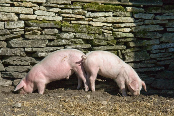 Two piglets eating — Stock Photo, Image
