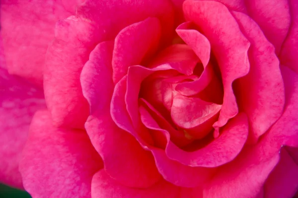 stock image Dornroschen Rose