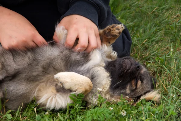 stock image Playing with Spaniel puppy