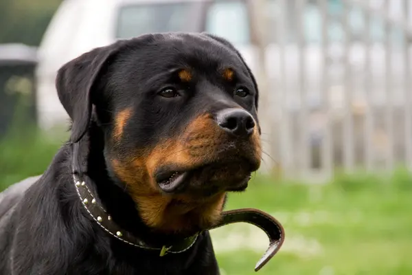 stock image Rottweiler