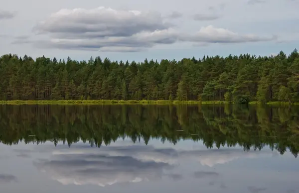 stock image Forest reflection