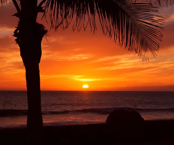 stock image Palm and sunset