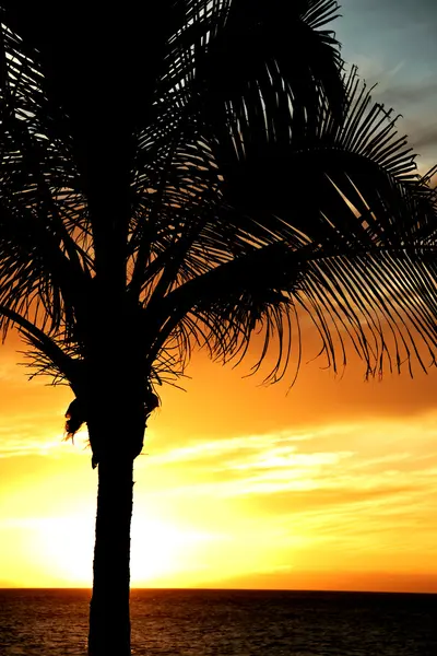 dramatik gökyüzü hurma ağacı