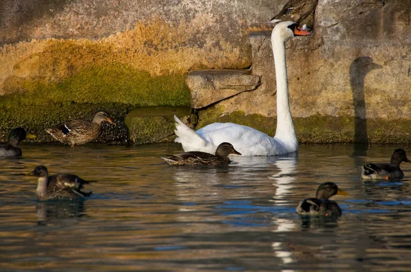 Swan and ducks — Stock Photo, Image