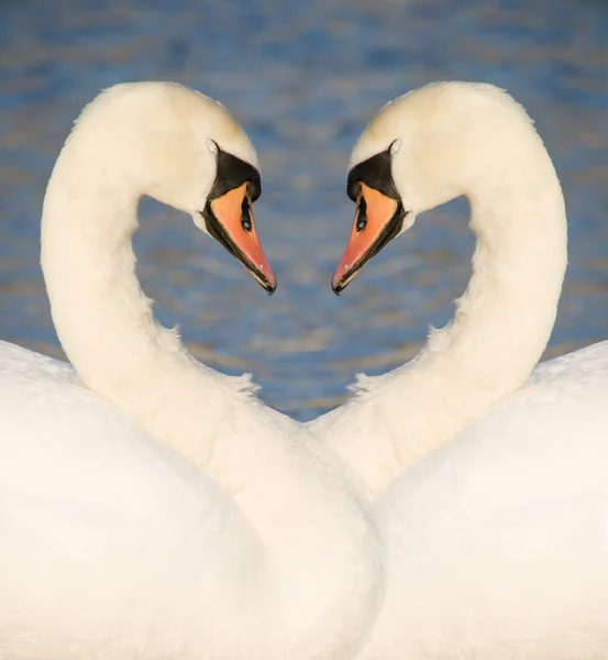 stock image Two swans