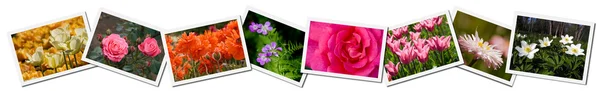 stock image Flower Postcards