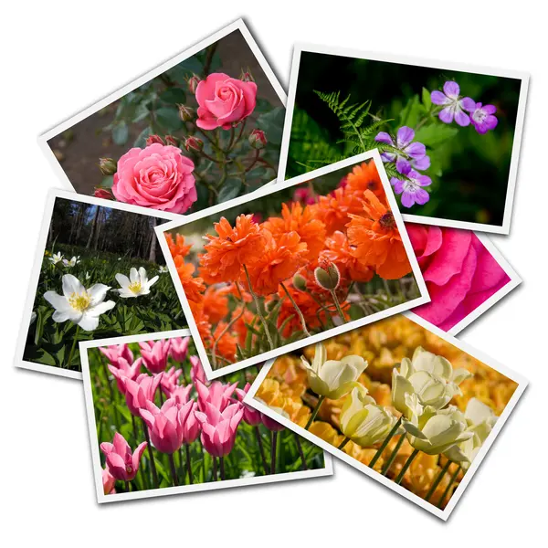 stock image Flower postcards