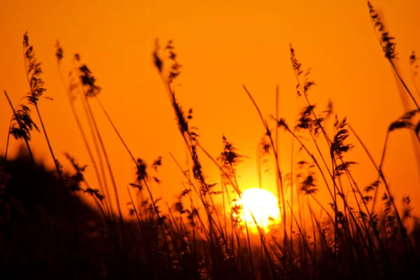 stock image Sunset over meadow