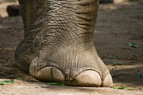 stock image Elephants foot