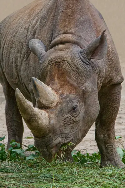 stock image Rhinoceros eating grass