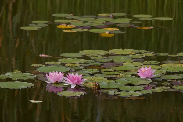 stock image Pink water lilies