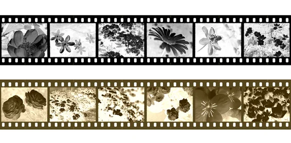 Negativos de tiras de película de flores — Foto de Stock