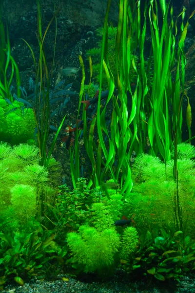 Algas verdes — Foto de Stock