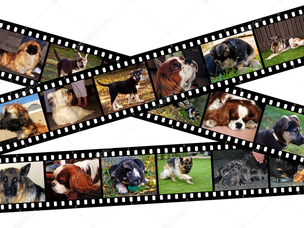 Canine filmstrip illustration