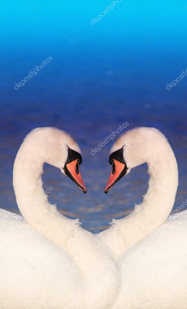 Swan love