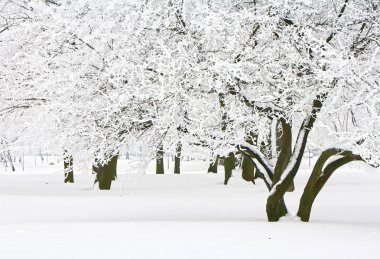 kış ağaçlar