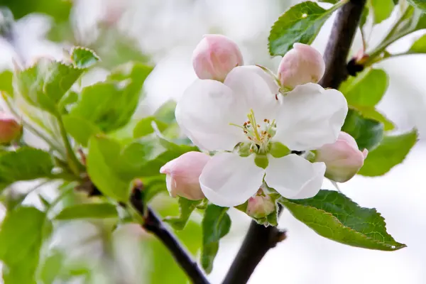 stock image Apple tree blossom