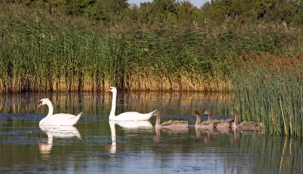 stock image Swan family