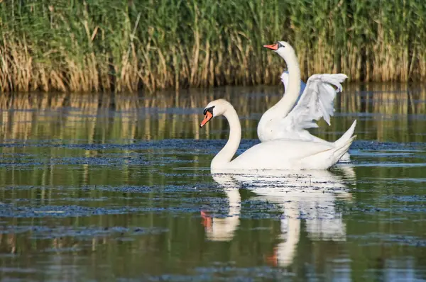 Swan couple waving wings — Stock Photo, Image