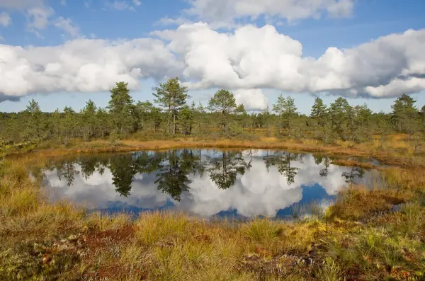 stock image Bog lake