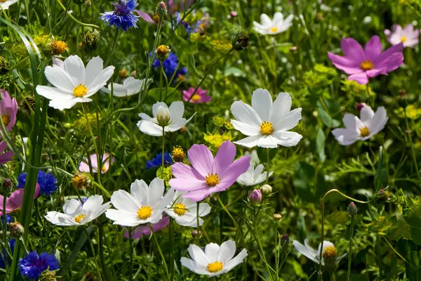 Stock image Cosmos bipinnatus