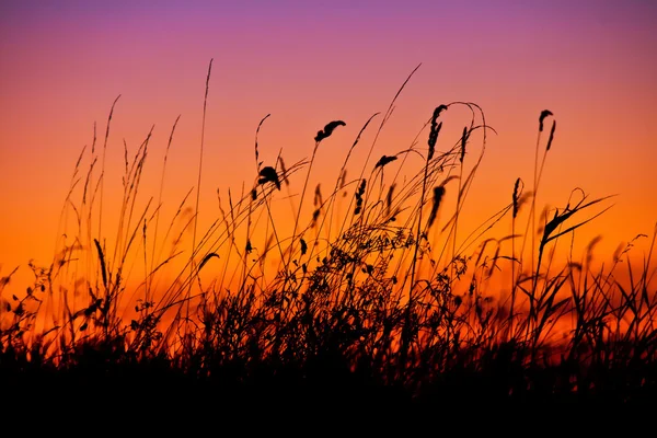 stock image Silhouetted reeds at sunset