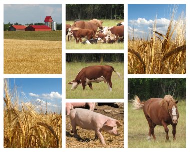 Farming Collage clipart